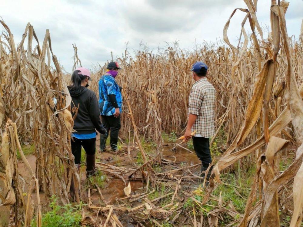 ตรวจสอบแปลงเกษตรกรผู้ประสบภัยธรรมชาติ(ความเสียหายด้านพืชจากอุทกภัย)ในพื้นที่ ต.อุดมทรัพย์