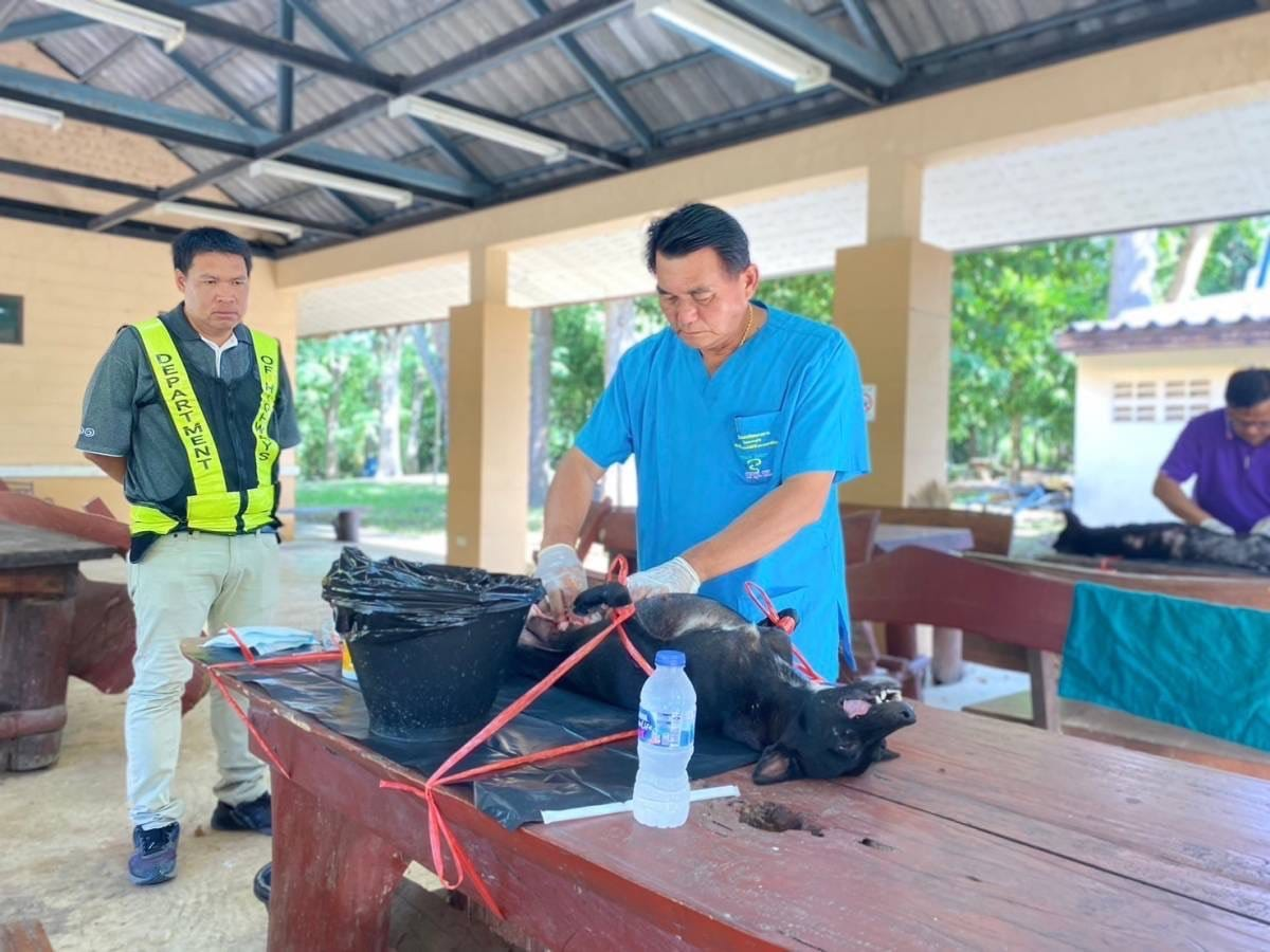 สนับสนุนวัคซีนป้องกันโรคพิษสุนัขบ้า ร่วมกับ สำนักงานปศุสัตว์อำเภอวังน้ำเขียว ดำเนินการฉีดวัคซีนป้องกันโรคพิษสุนัขบ้า และผ่าตัดทำหมันให้กับสุนัขและแมว 