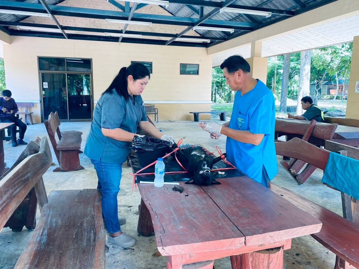 สนับสนุนวัคซีนป้องกันโรคพิษสุนัขบ้า ร่วมกับ สำนักงานปศุสัตว์อำเภอวังน้ำเขียว ดำเนินการฉีดวัคซีนป้องกันโรคพิษสุนัขบ้า และผ่าตัดทำหมันให้กับสุนัขและแมว 