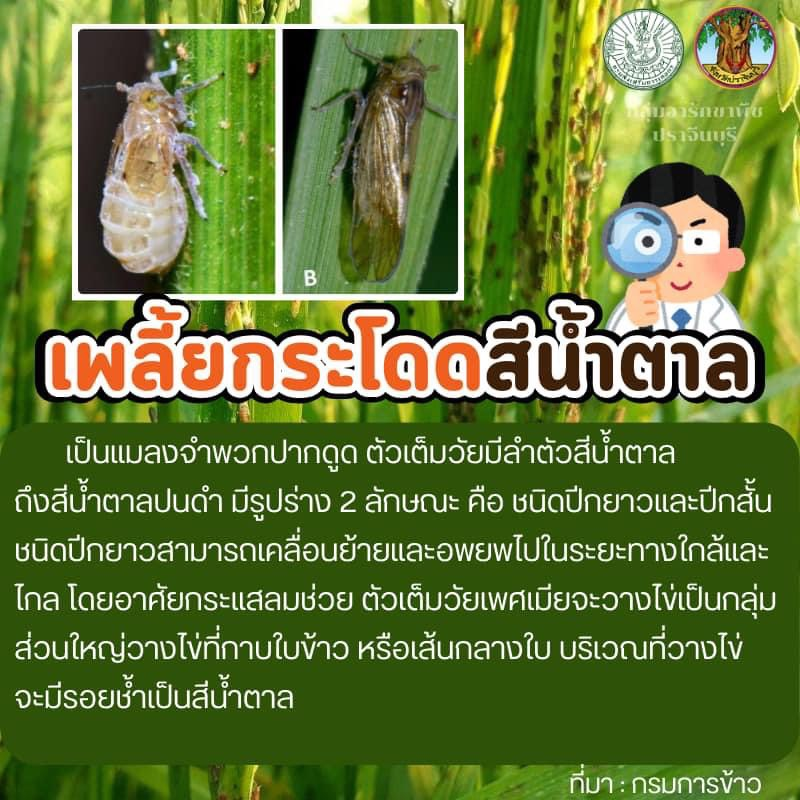 ประชาสัมพันธ์กองส่งเสริมการเกษตร องค์การบริหารส่วนตำบลอุดมทรัพย์ ถึงเกษตรกรที่ปลูกข้าว อยู่ในระยะแตกกอ 