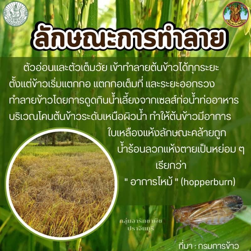 ประชาสัมพันธ์กองส่งเสริมการเกษตร องค์การบริหารส่วนตำบลอุดมทรัพย์ ถึงเกษตรกรที่ปลูกข้าว อยู่ในระยะแตกกอ 