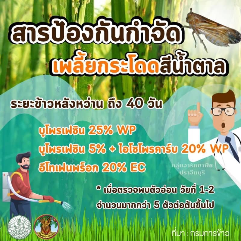 ประชาสัมพันธ์กองส่งเสริมการเกษตร องค์การบริหารส่วนตำบลอุดมทรัพย์ ถึงเกษตรกรที่ปลูกข้าว อยู่ในระยะแตกกอ 