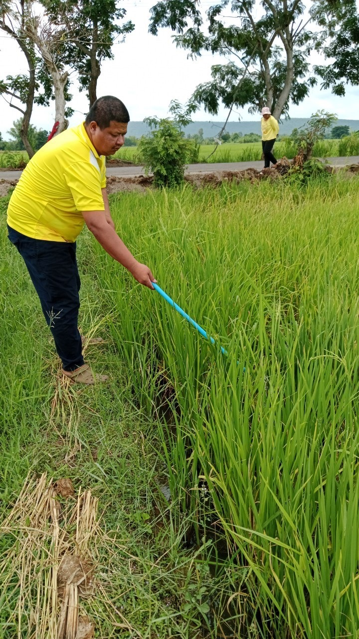 ร่วมลงพื้นที่รณรงค์การป้องกันและกำจัดเพลี้ยกระโดดสีน้ำตาลในนาข้าว