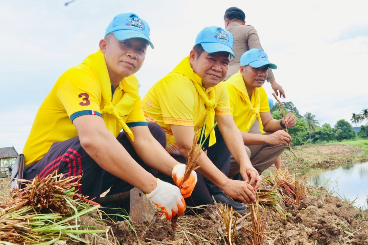 โครงการพัฒนาและรณรงค์การใช้หญ้าแฝกอันเนื่องมาจากพระราชดำริ  ประจำปีงบประมาณ พ.ศ. 2568