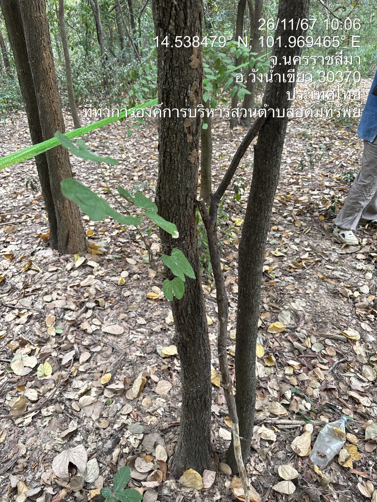 โครงการอนุรักษ์พันธุกรรมพืชตามแนวพระราชดำริสมเด็จพระเทพรัตนราชสุดาฯ สยามบรมราชกุมารีประจำปีงบประมาณ พ.ศ. 2568