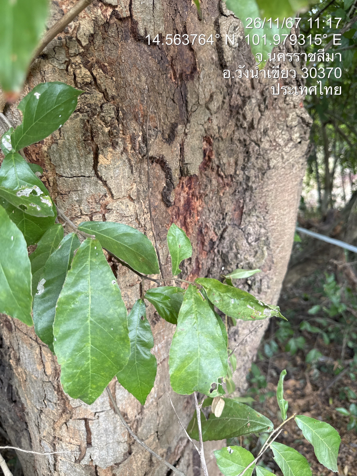 โครงการอนุรักษ์พันธุกรรมพืชตามแนวพระราชดำริสมเด็จพระเทพรัตนราชสุดาฯ สยามบรมราชกุมารีประจำปีงบประมาณ พ.ศ. 2568