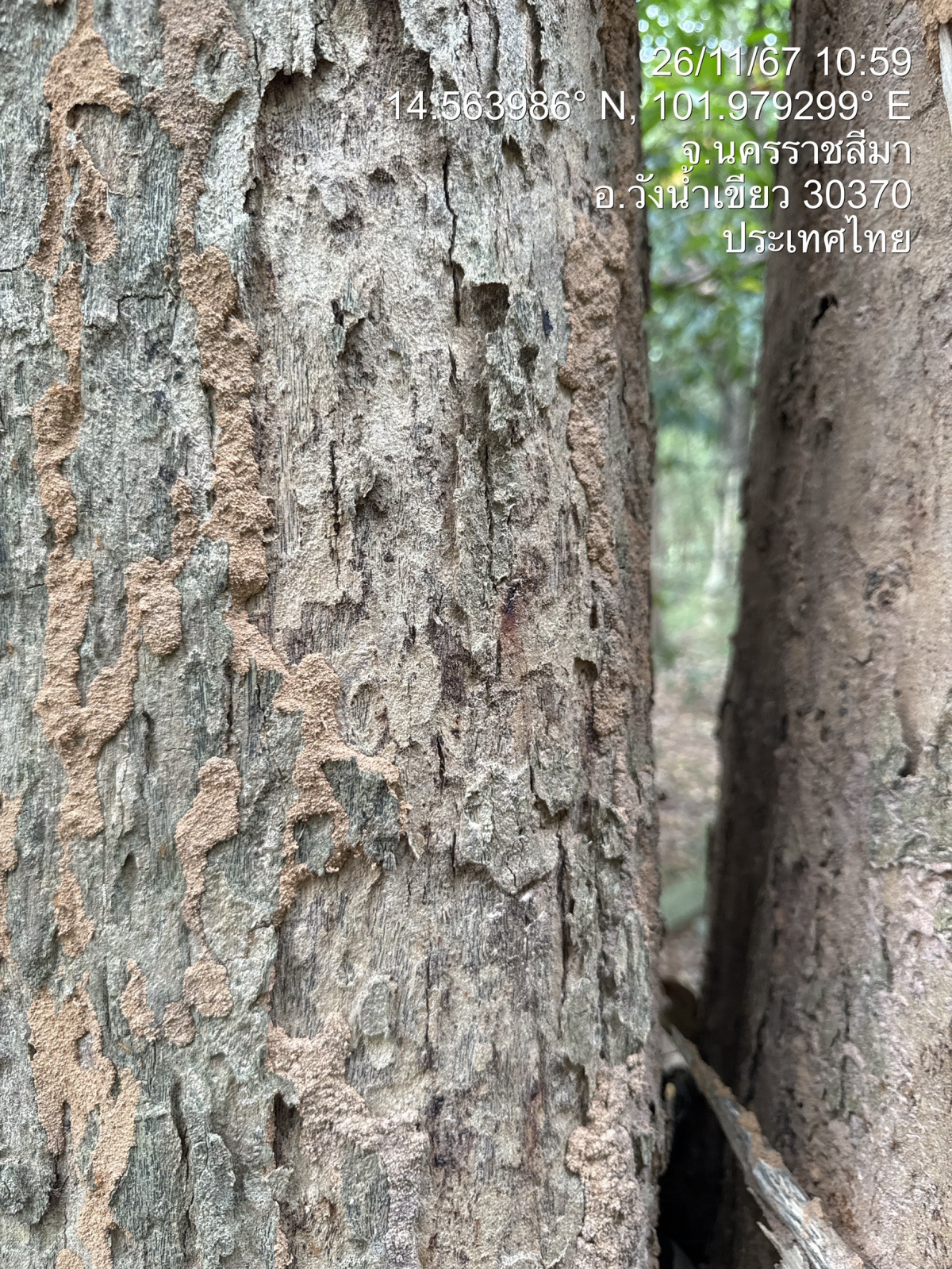 โครงการอนุรักษ์พันธุกรรมพืชตามแนวพระราชดำริสมเด็จพระเทพรัตนราชสุดาฯ สยามบรมราชกุมารีประจำปีงบประมาณ พ.ศ. 2568
