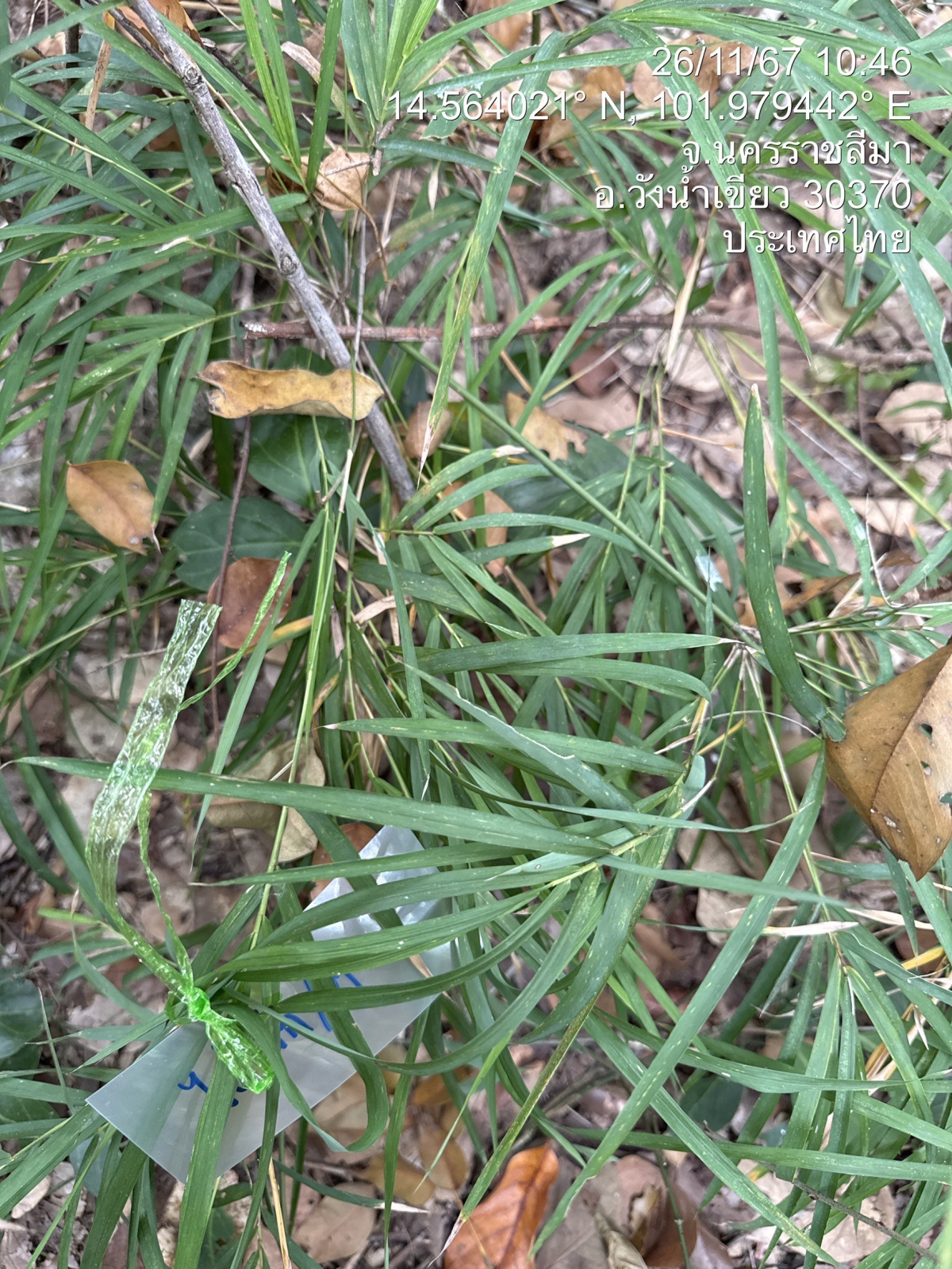 โครงการอนุรักษ์พันธุกรรมพืชตามแนวพระราชดำริสมเด็จพระเทพรัตนราชสุดาฯ สยามบรมราชกุมารีประจำปีงบประมาณ พ.ศ. 2568