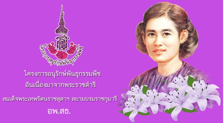 โครงการอนุรักษ์พันธุกรรมพืชตามแนวพระราชดำริสมเด็จพระเทพรัตนราชสุดาฯ สยามบรมราชกุมารีประจำปีงบประมาณ พ.ศ. 2568