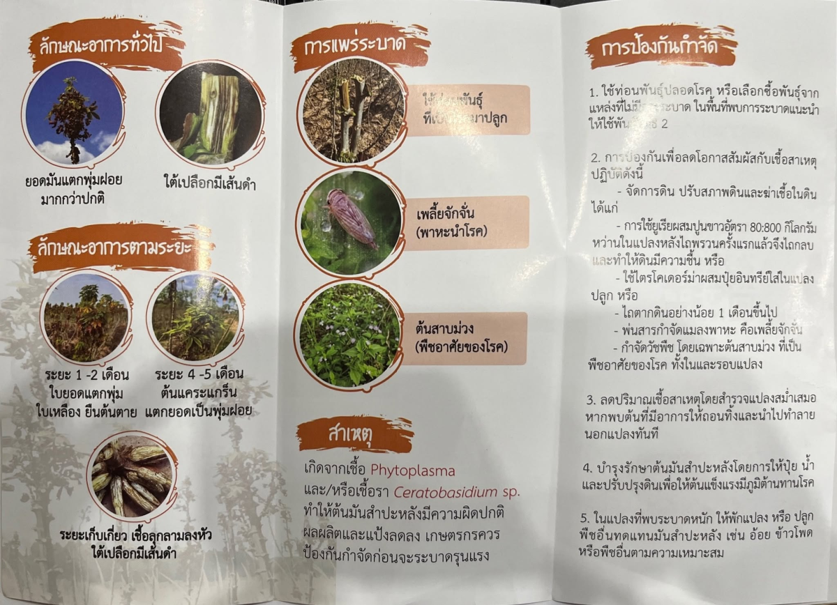 ประชาสัมพันธ์การเฝ้าระวังการระบาดของ โรคพุ่มแจ้มันสำปะหลัง