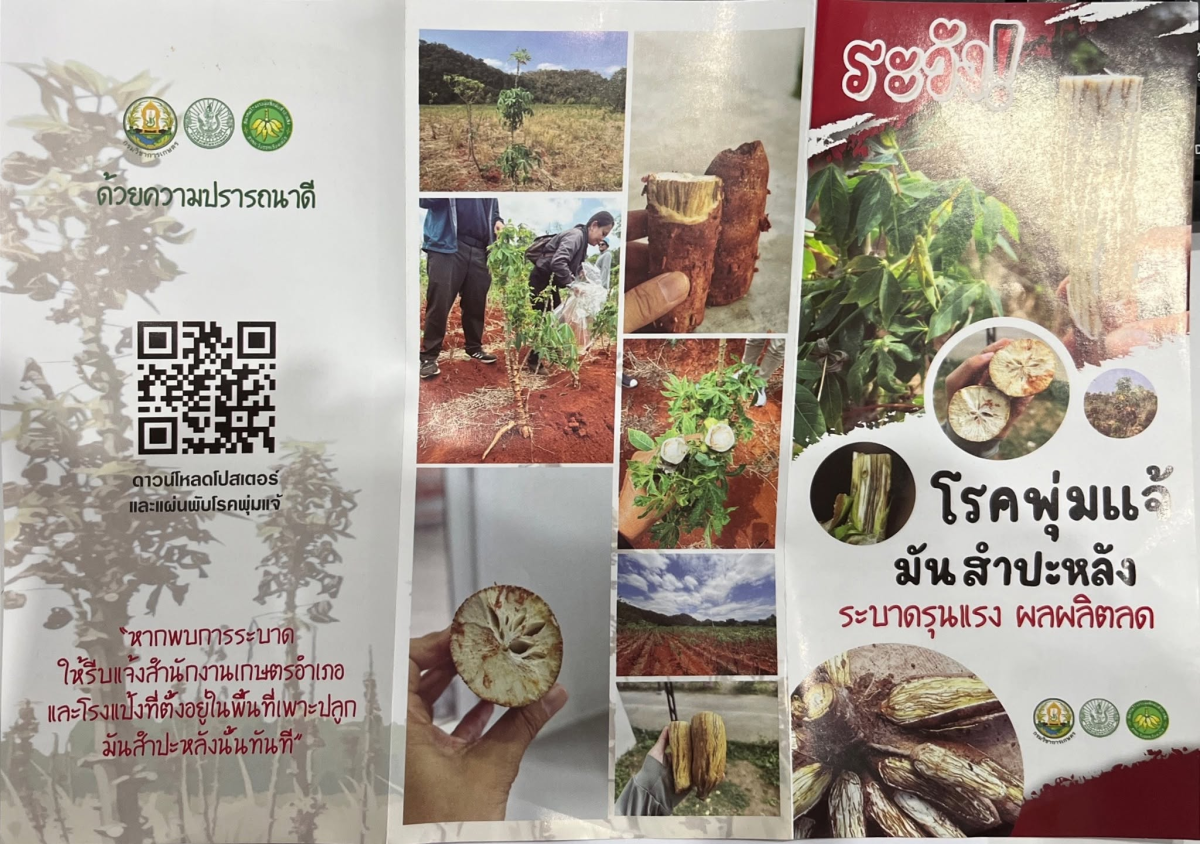 ประชาสัมพันธ์การเฝ้าระวังการระบาดของ โรคพุ่มแจ้มันสำปะหลัง